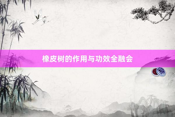 橡皮树的作用与功效全融会
